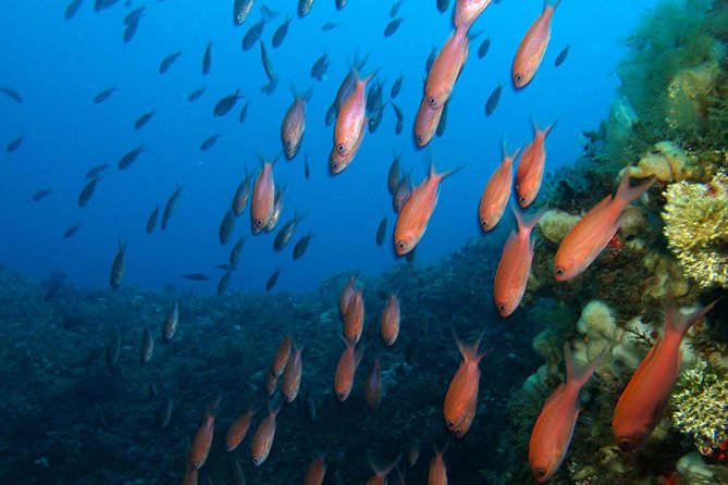 Snorkeling tour around the Isola Bella Nature Reserve - Isola Bella, the first look at the reserve