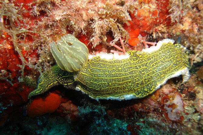 Snorkeling Tour Coast to Coast Taormina and Isola Bella - Isola Bella: clear water beside Taormina