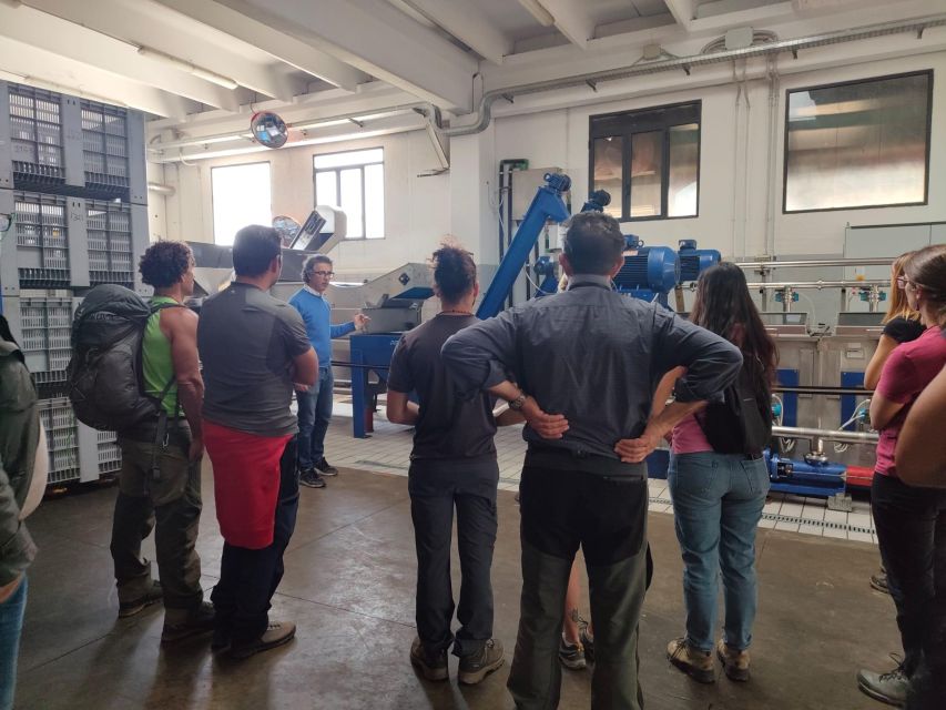 Sortino: Olive Oil tasting with Sicilian Products and Wine - The virtual reality harvest fills in the missing season
