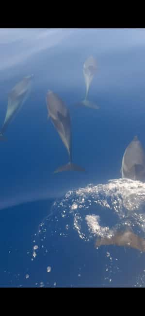 Sunset tour in search of dolphins with aperitif - Why this Giardini Naxos boat trip works so well