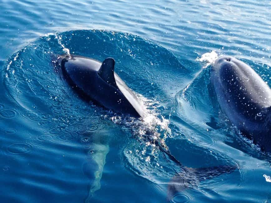 Sunset tour in search of dolphins with aperitif - A clear-water swim stop with pizza or arancini