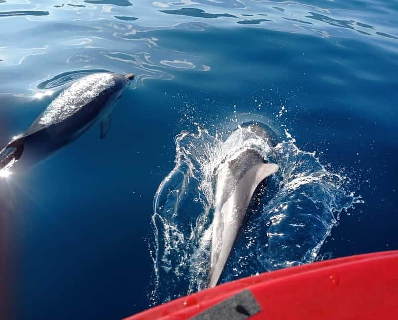 Sunset tour in search of dolphins with aperitif - The search for dolphins at sunset