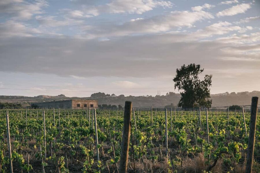 Syracuse: Exclusive Sicilian Wine Tasting Experience - Key points at a glance