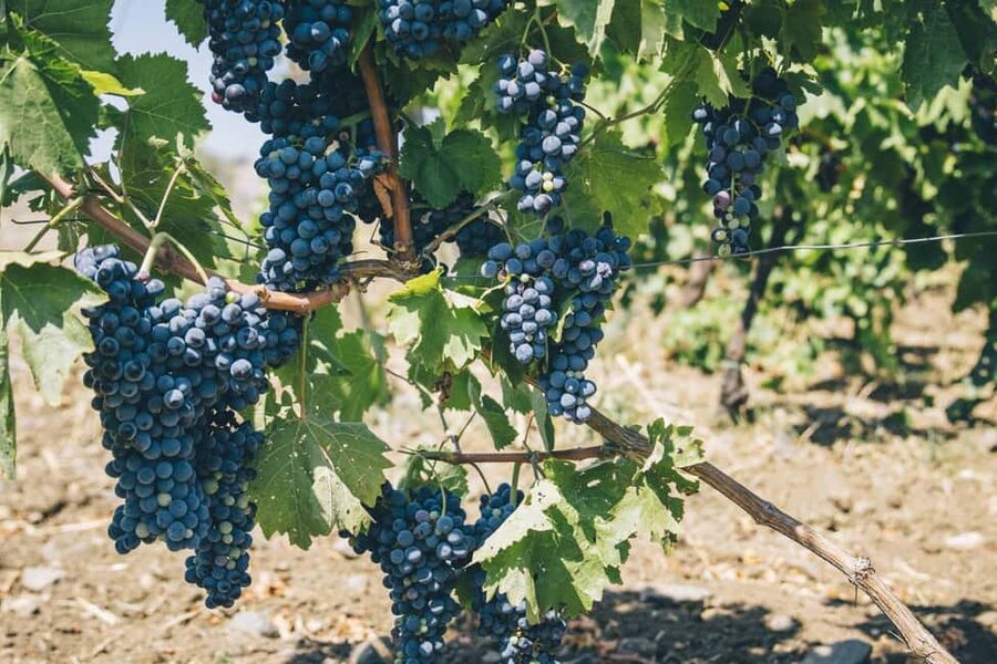 Syracuse: Exclusive Sicilian Wine Tasting Experience - How the 90 minutes usually fits together