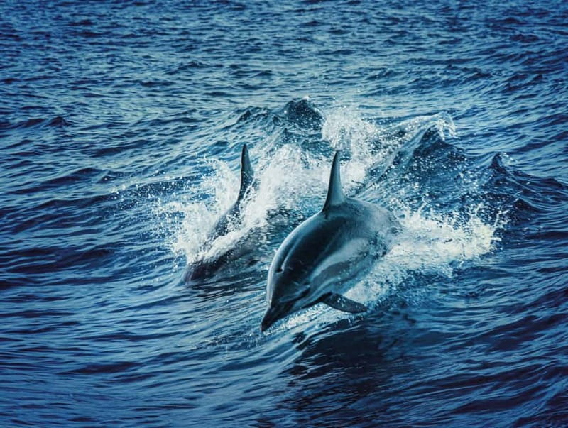 Taormina and Giardini Naxos: 2 Hour Dolphin Tour & Grotto - The changing blue of the Blue Grotto