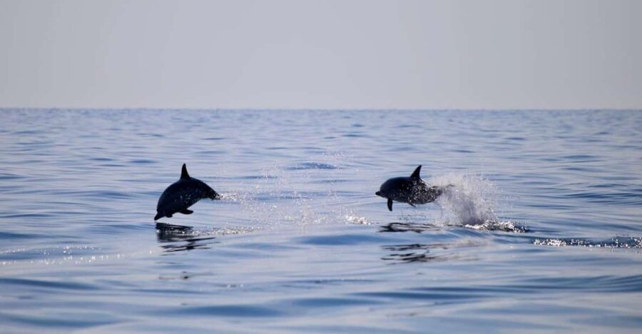 Taormina Coast Tour and Searching Dolphins - Key points to know before booking