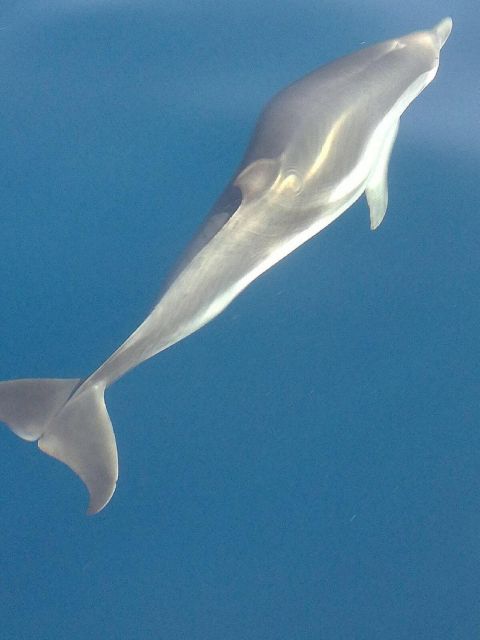 Taormina Coast Tour and Searching Dolphins - Practical tips for a smoother outing
