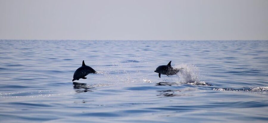 Taormina Coast Tour and Searching Dolphins - The one-hour dolphin search