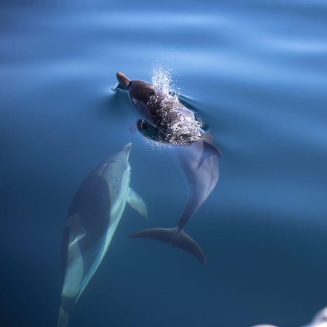 Taormina Coast Tour and Searching Dolphins - Capo Taormina and the Cave of Love