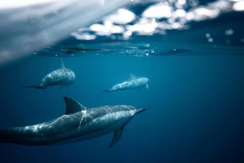 Taormina: Sunset Boat Tour with Dolphin Watching & Aperitif - Key points to know before you book