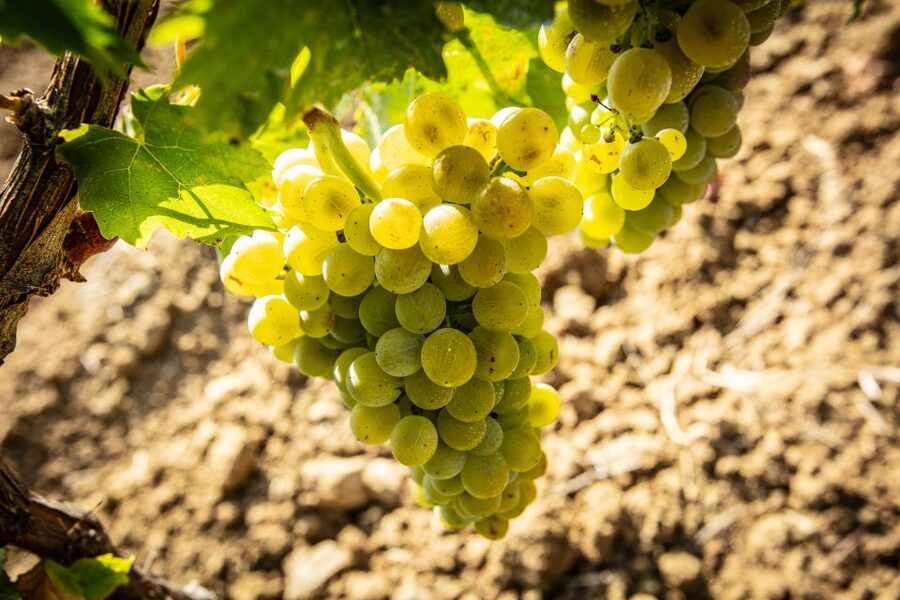 Tour and Premium wine tasting at Duca di Salaparuta - Five wines, with room to compare