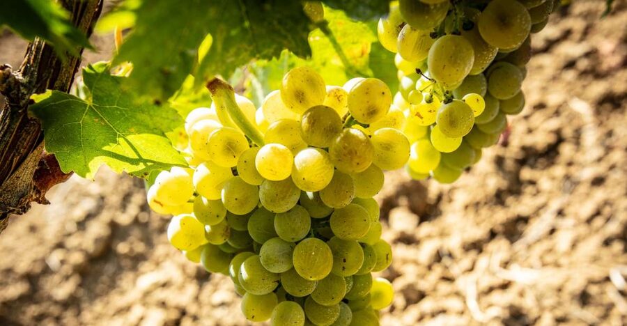 Tour and Premium wine tasting at Duca di Salaparuta - Nero d’Avola, Inzolia, and the Sicilian character