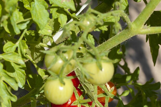 Tour in the heady scents of our garden in Ragusa - The final aromatic plant activity