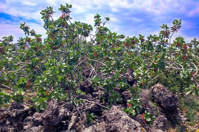 tour with tasting in the Bronte pistachio plantations - Walking through Samantha’s family orchard