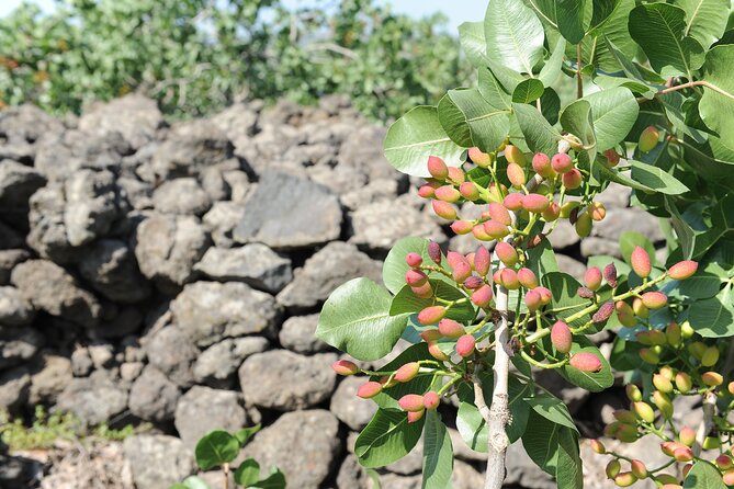 tour with tasting in the Bronte pistachio plantations - Learning how volcanic soil shapes the crop