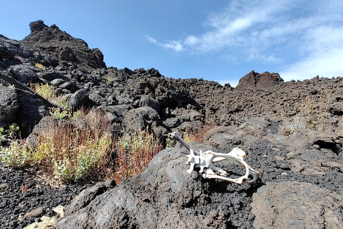 Trekking to Bottoniera Craters - Native plants and the return of life