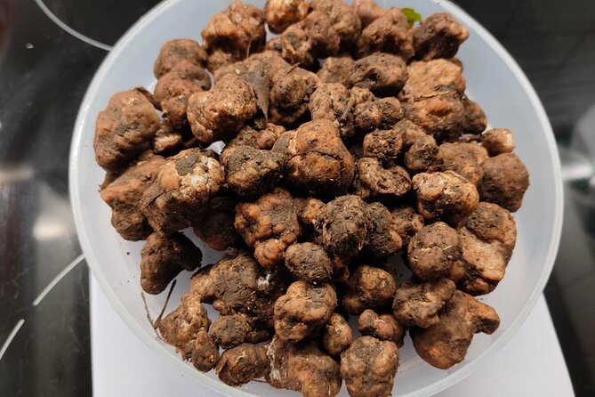 Truffle hunting in the Sicani mountains: a unique experience in Sicily - Why truffle hunting works so well in the Sicani Mountains