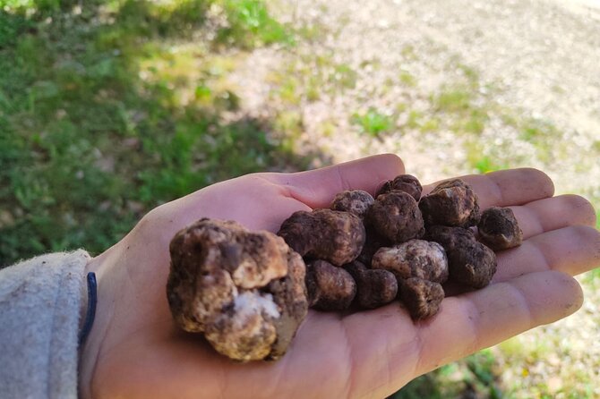 Truffle hunting in the Sicani mountains: a unique experience in Sicily - Meeting Angelo and the dogs near Cammarata