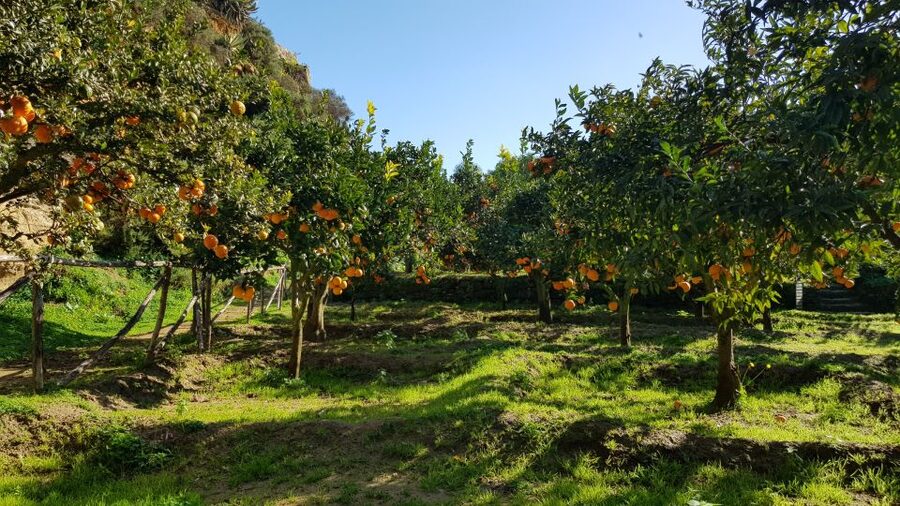 Valley of the Temples: Kolymbethra Garden Entry Ticket - Walking among citrus trees and old olive groves