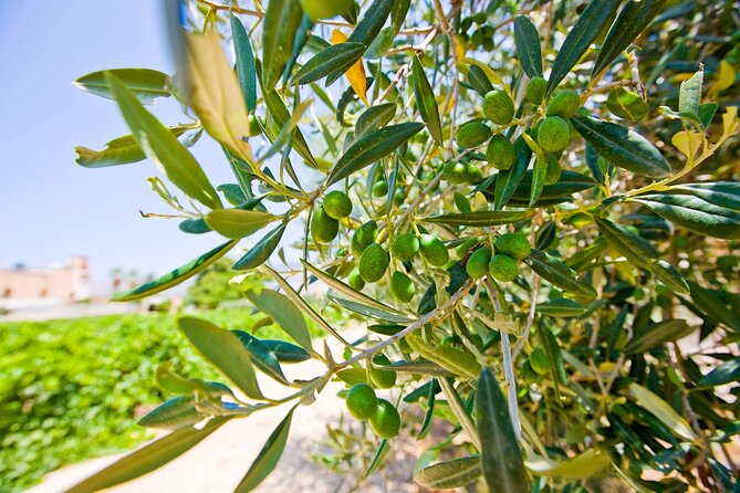 Visit and Private Tasting of EVO Oil and Organic Wine - Key points to know before booking