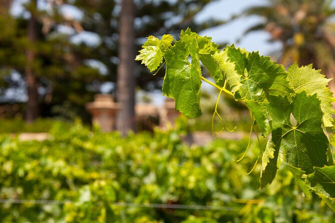Visit and Private Tasting of EVO Oil and Organic Wine - Entering Baglio Ingardia near Trapani