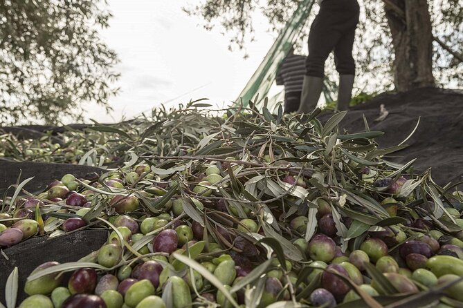 Visit to the olive grove, oil tasting and lunch at the farm - Arriving at Terra Surti near Sortino