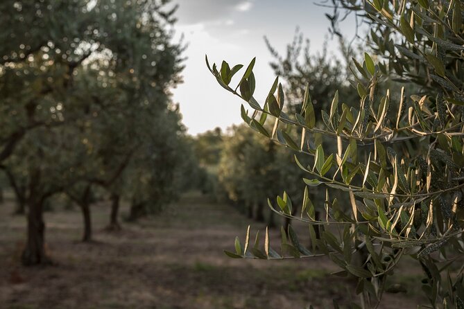 Visit to the olive grove, oil tasting and lunch at the farm - Touring a family olive press