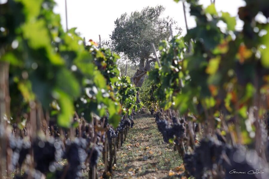 Walk among the rows of vineyards and wine tasting - The four-wine tasting at the table