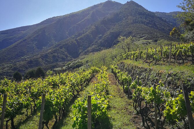 Walk through vineyards, breathtaking views and flavors of Salina - Madonna del Terzito, Salina’s cultural pause