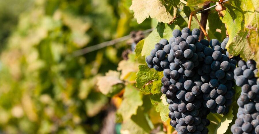 Wine Tasting and Typical Tastings in the Val di Noto - Four wines from the Val di Noto