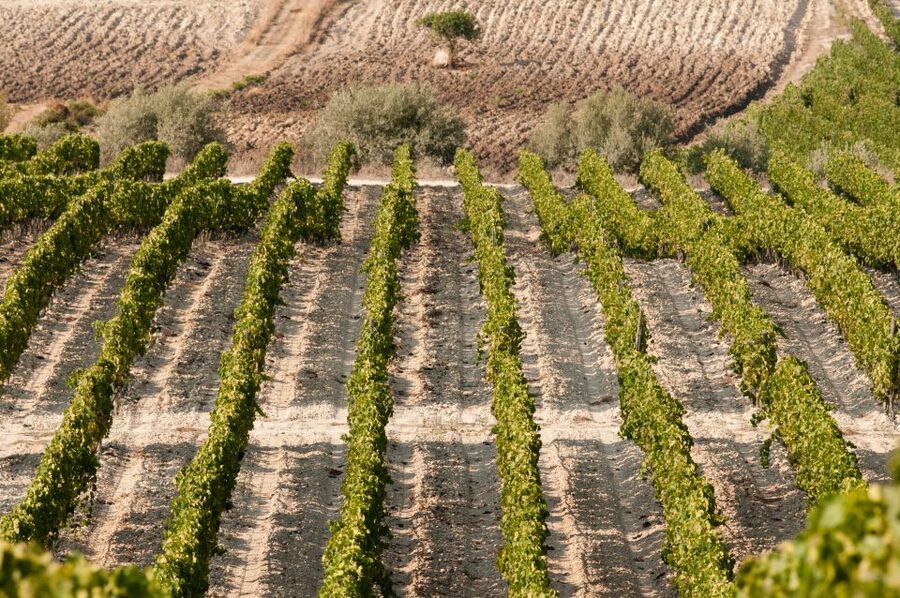Wine Tasting and Typical Tastings in the Val di Noto - Sicilian cheese and a light aperitif