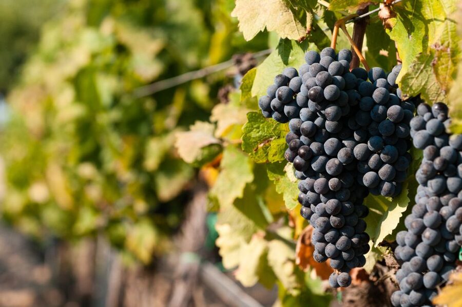 Wine Tasting and Typical Tastings in the Val di Noto - Inside the winery and cellar