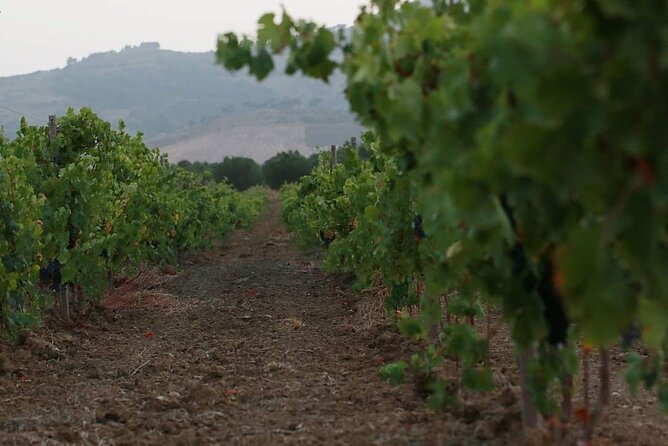 Wine Tour in the historic Baglio Florio Adamo with Lunch - Getting there from Calatafimi-Segesta