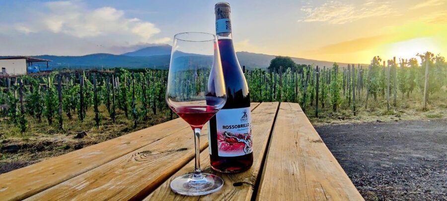 Wine tour with wine tasting - Four wines, bread, and Etna olive oil