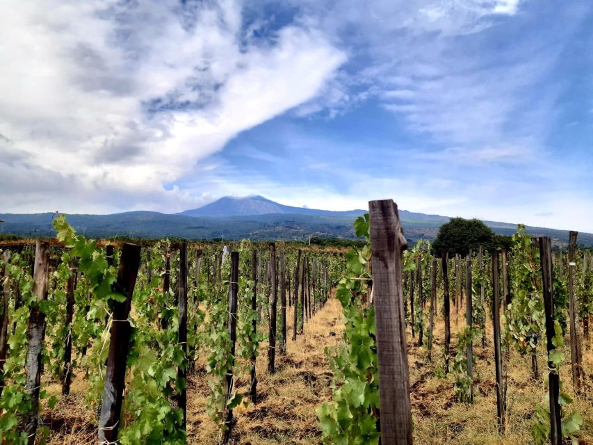 Wine tour with wine tasting - What the €34 price gets you