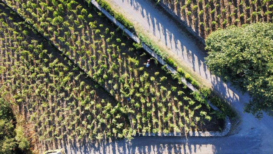 Wine tour with wine tasting - The final call on Emilio Sciacca Etna Wine