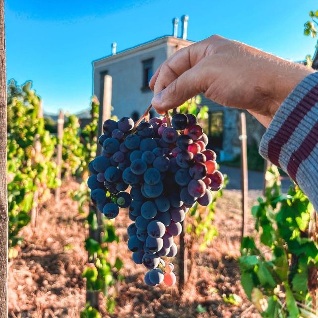 Wine tour with wine tasting - Walking the vineyard near Linguaglossa