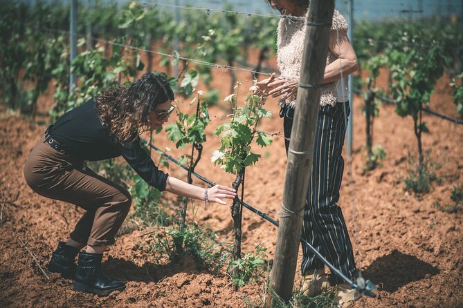 Wines and typical products in the lands of Frederick II - Inside the Baglio-style wine cellar